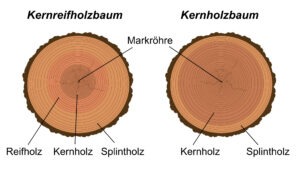 Kernreifholzbaum und Kernholzbaum
