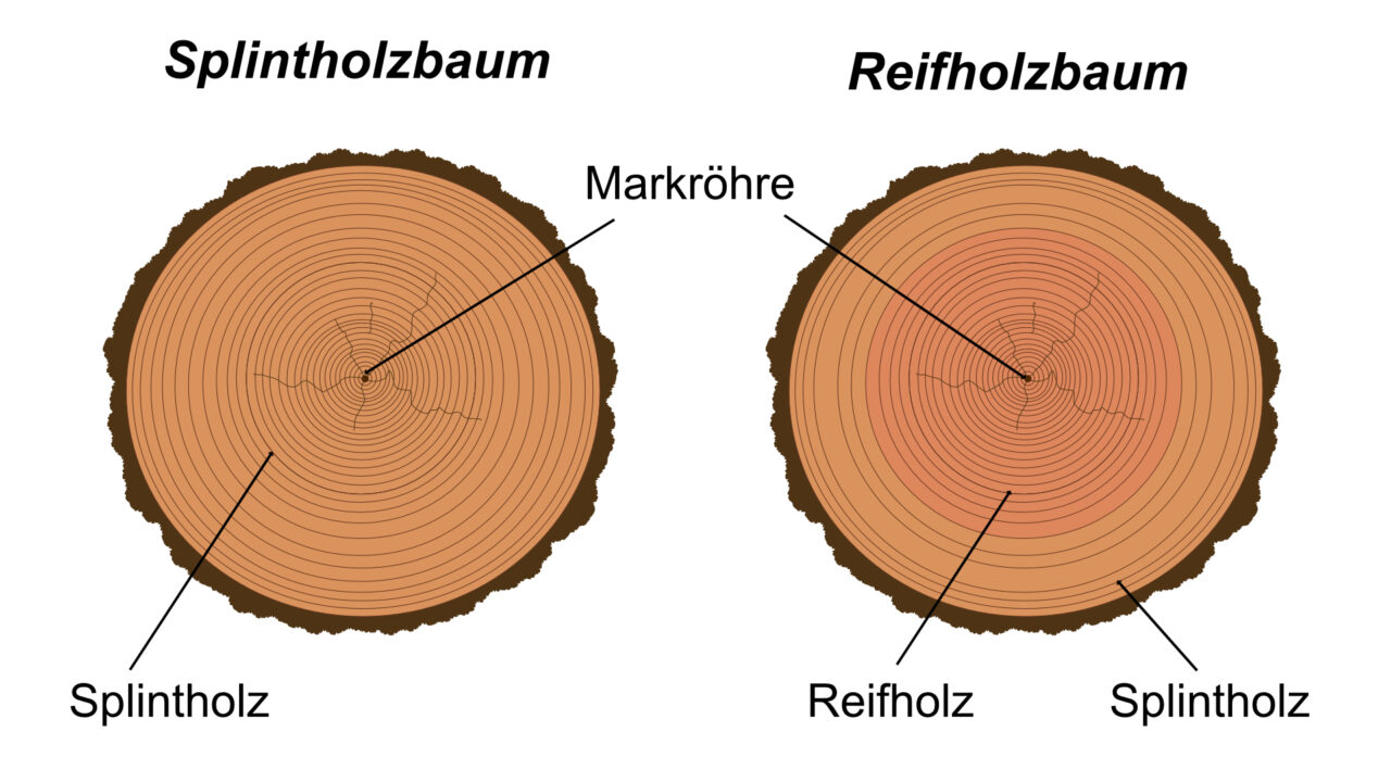 Splintholz und Reifholz HolzWerken