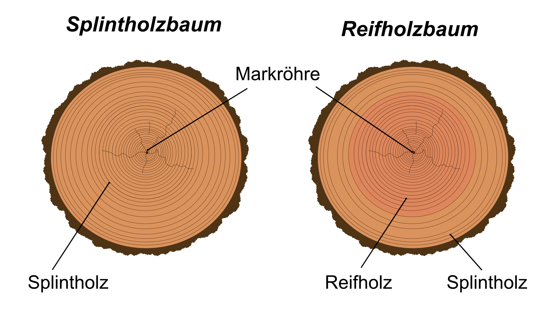 Splintholzbaum und Reifholzbaum